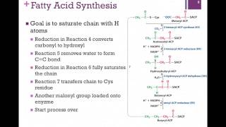 127Fatty Acid Synthesis [upl. by Eikceb70]