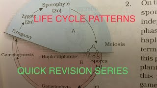 LIFE CYCLE PATTERNS  HAPLONTIC DIPLONTIC HAPLODIPLONTIC biomadeeasy neetfreenote neetmnemonics [upl. by Hart]