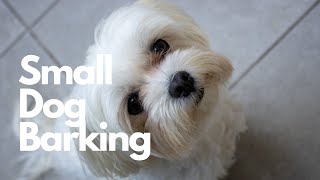 Small Dog Barking Sound Effect  10 Hours [upl. by Nauht]