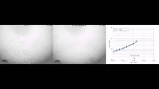 Rapid antimicrobial susceptibility testing of E coli [upl. by Ayital169]