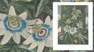 The illustrations from The Temple of Flora  The Folio Society [upl. by Naes]