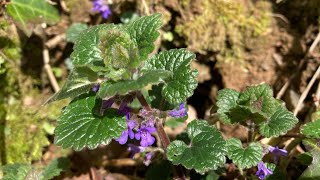 Ground Ivy’s Natural Medicine [upl. by Lzeil516]