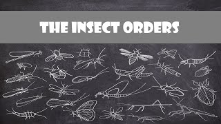 Defining Characteristics of the Insect Orders  Entomology [upl. by Lyrpa]