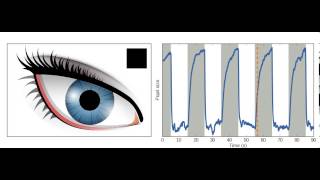 Changes in pupil size in response to light [upl. by Oicor50]