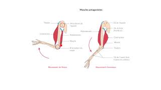 Questce que la contraction musculaire [upl. by Tenom]