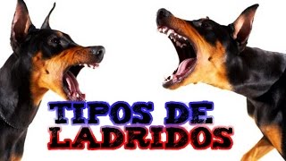 TIPOS DE LADRIDOS I [upl. by Drol406]