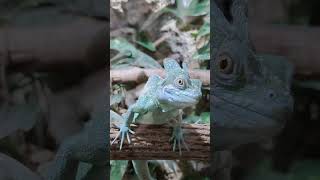 Basiliscus plumifrons Basilisk [upl. by Mailand]