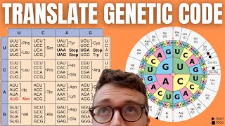 How to Translate mRNA to Amino Acids DECODING THE GENETIC CODE [upl. by Enogitna]