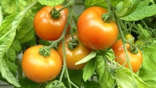 Tomaten ganz leicht selber anbauen [upl. by Iseabal]