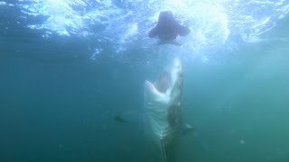 Marine Scientist Captures Amazing Great White Shark Breaches Up Close [upl. by Einafats974]