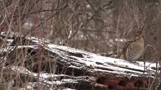 Ruffed Grouse Habitat Highlandville Iowa [upl. by Amein]