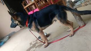 4month German Shepherd agressive Dog bark [upl. by Leasi]