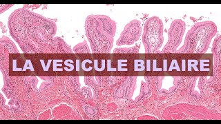 LA VESICULE BILIAIRE  HISTOLOGIE [upl. by Fakieh641]