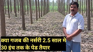 30 से 35 साल के अनुभव के आधार पर पॉपुलर की खेती घाटे का सौदा नहीं है best method popular farming [upl. by Ahsasal133]