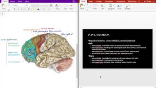 Frontal Lobe Circuits 2 Ventrolateral Prefrontal Cortex [upl. by Duyne]