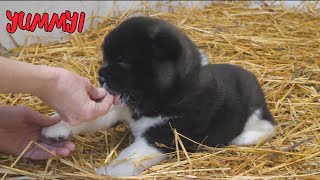 American Akita Puppies getting fed [upl. by Jaquelyn]