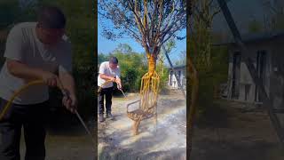 Youve never seen this type of trees 😨 shortvideo [upl. by Clemence]