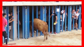 MALÓN  ZARAGOZA  TARDE VACAS EN PLAZA  JUEVES 14 SEPTIEMBRE 2023  GANADARRIAZU [upl. by Hanauq]