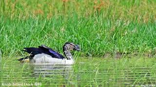 Knobbilled Duck Jun2022 in Malaysia Melaka Paddyfields part2 [upl. by Yrdnal]