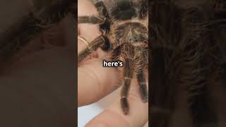 5 Fascinating Facts About Tarantulas That Will Surprise You 🕷️✨ [upl. by Wappes]