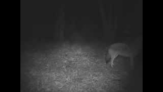 The yiphowl of the coywolves in the Eastern Townships [upl. by Pelag]