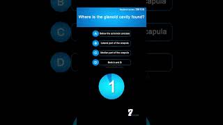 Where is the glenoid cavity found [upl. by Eadwina]