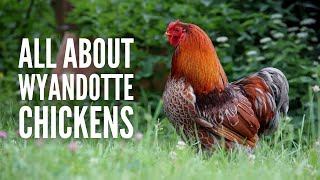 Wyandotte Chickens Breed Profile Facts and Care [upl. by Ahgem]