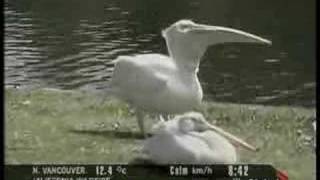 Pelican vs Pigeon  St James Park [upl. by Akiem]