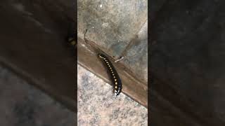 Yellowspotted millipede 🪱🪱🪱 [upl. by Lichter]