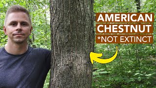 Finding Dozens Of American Chestnut Trees [upl. by Aiuqat]