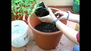 ACTIF SANTE  COMMENT PLANTER UN MYRTILLIER EN quotPOTquot POUR BALCON [upl. by Bluefield]