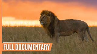 Lions Leopards Hyenas  Masters of the African Night  Full Wildlife Documentary [upl. by Auston]