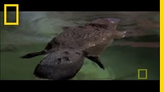 Platypus Parts  National Geographic [upl. by Amarillas587]