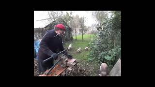 quot Het loze vissertje quot harmonica funny woodwork animals shortsvideo [upl. by Stine]