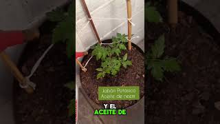 PREVENTIVOS para planta de JITOMATE 🍅 plantas miraloquemeencontre jardin plagas jitomate [upl. by Paco]