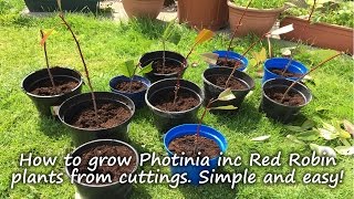 How to grow and root Photinia plants including Red Robin from cuttings [upl. by Nonnaehr]