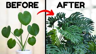 If I Only Knew These Monstera Tips 5 Years Ago [upl. by Gerger397]