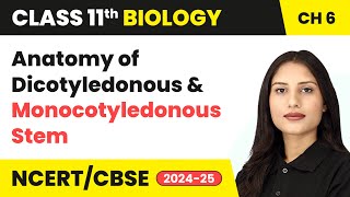 Anatomy of Dicotyledonous and Monocotyledonous Stem  Class 11 Biology Chapter 6  CBSE 202425 [upl. by Bore811]