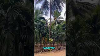 coconut oil production VCO [upl. by Ganny]