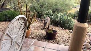 Baby javelina mating javelinas [upl. by Pacheco]