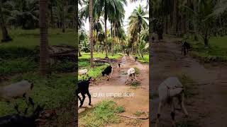 village villagelife pollachi farmstay ruraltourism staycation resort travel incredibleindia [upl. by Azelea]