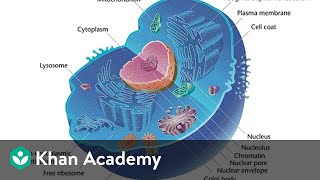 Prokaryotic and Eukaryotic Cells  Cell The Unit of Life  Biology  Khan Academy [upl. by Oinotnaesoj]