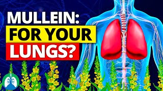 You Wont Believe How Easy LUNG CLEANSE Can Be with Mullein [upl. by Matty]