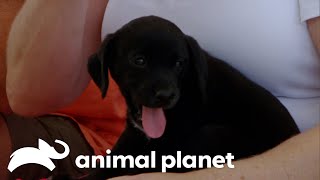 Adorable Puppy Breaks Rescue Dog Out of Her Shell  Pit Bulls amp Parolees  Animal Planet [upl. by Joash]