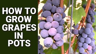 Mastering Container Gardening Growing Grapes in Pots [upl. by Greg]