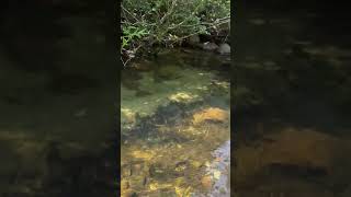 Beautiful brook trout in a cold clear streamorvis Redingtonflyfishing ​⁠ [upl. by Sigismond372]