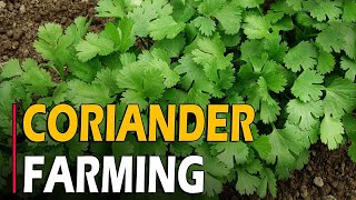 How to Grow CorianderDhaniyaCilantro at Home  Coriander Farming  Coriander Cultivation [upl. by Enirehtakyram236]