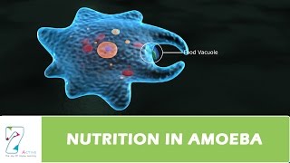 NUTRITION IN AMOEBA [upl. by Atem]