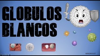 GLOBULOS BLANCOS [upl. by Nerral]