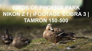 The Birds with Nikon Z f  iFootage Cobra 3  Tamron 150500mm [upl. by Anirbas29]